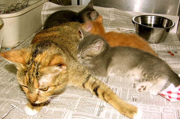 Our new kittens with their mom.©Susan Shie 2007.